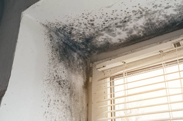 Affordable Mold Cleanup solutions in Langhorne, PA