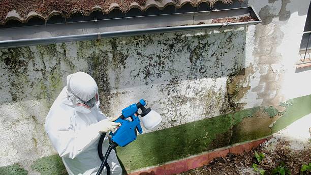 Top rated local Mold Cleanup specialists in Langhorne, PA